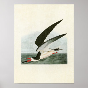 Tafel 323 Schwarzmantelscherenschnabel oder Sche Poster