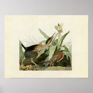 Tafel 333 Grüner Reiher Birds of America Poster