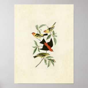 Tafel 354 Louisiana- und Scharlach-Tangaren Poster