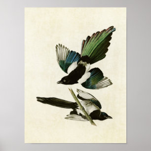 Tafel 357 Amerikanische Elster Birds of Americ Poster