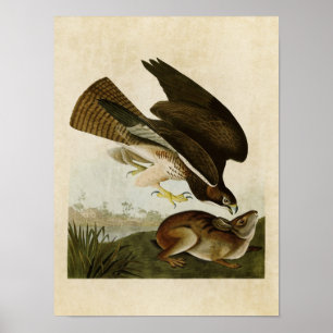Tafel 372 Mäusebussard Birds of America Poster