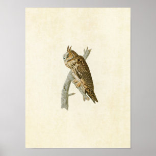 Tafel 383 Waldohreule Birds of America Poster