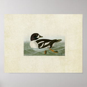 Tafel 403   Goldaug-Ente   Birds of America Poster