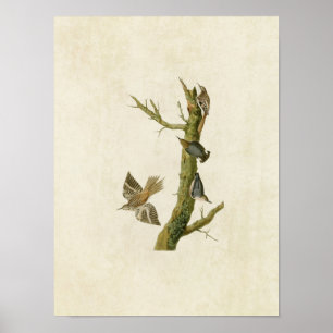 Tafel 415 Brauner Baumläufer und Kalifornischer Poster