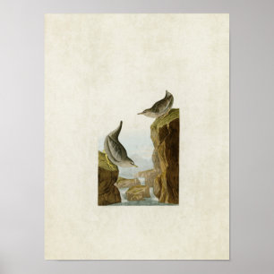 Tafel 435 Verschiedene Wasseramseln Vögel Amer Poster