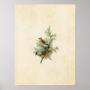 Tafel 43 Zedernvogel Vögel Amerikas Poster