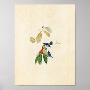 Tafel 48 Blaukehlchen Vögel Amerikas Poster