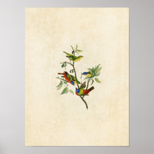 Tafel 53 Gemalter Finch Birds of America Poster