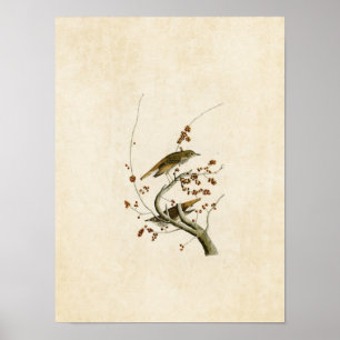 Tafel 58 Einsiedlerdrossel Birds of America Poster