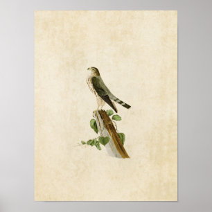 Tafel 75 Le Petit Caporal Birds of America Poster