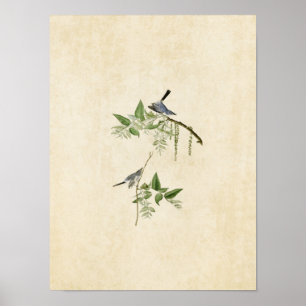 Tafel 84 Blaugrauer Fliegenschnäpper Birds of Poster