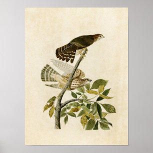 Tafel 92 Taubenfalke Birds of America Poster