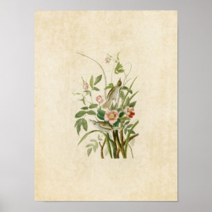 Tafel 93 Strandfink Birds of America Poster