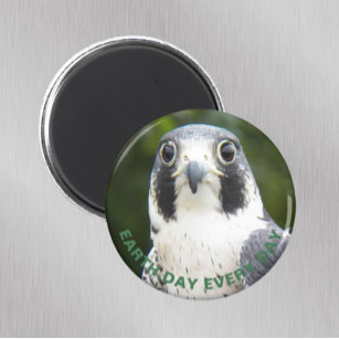Tag der Erde Jeden Tag Peregrine Falken Foto Magnet