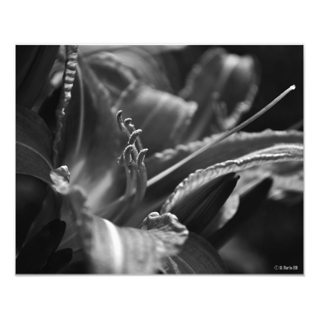 Tag Lily im Schatten Fotodruck (Vorne)