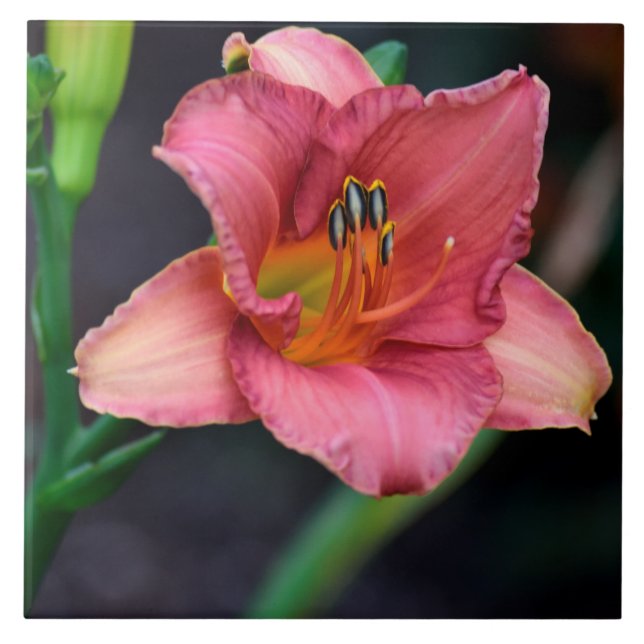 Tag-Lily-Macro-Bild Fliese (Vorderseite)