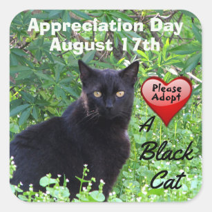 Tagaufkleber für die Adoption von Schwarzen Katzen Quadratischer Aufkleber