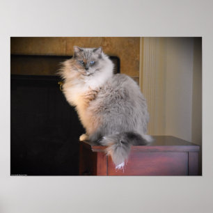 Tage, Poster