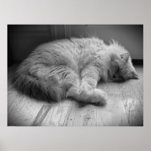 Tage, Poster