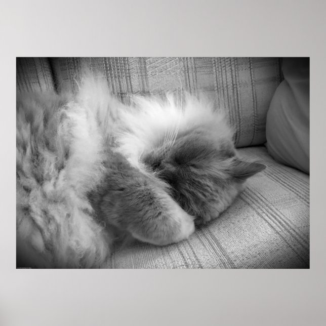 Tage, Poster (Vorne)