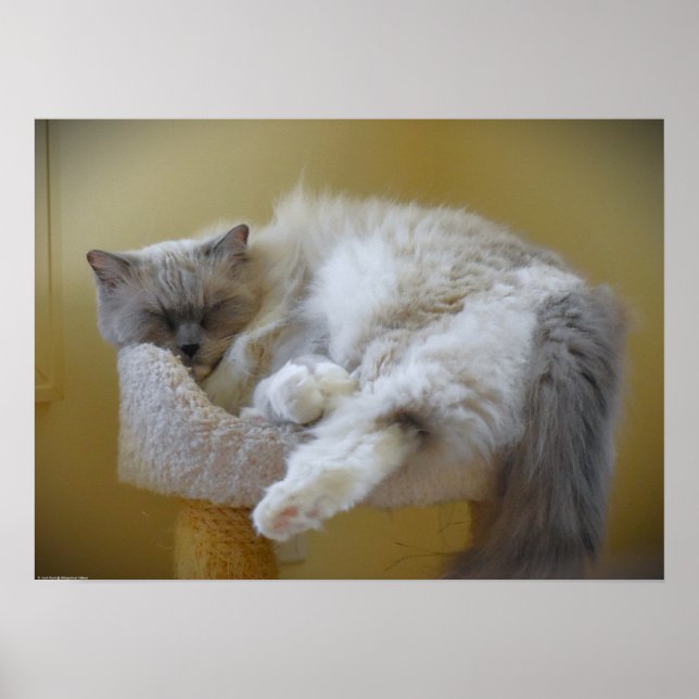 Tage, Poster (Vorne)
