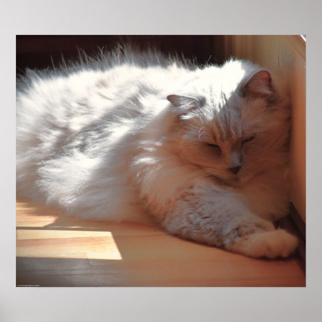 Tage, Poster (Vorne)