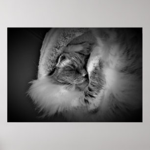 Tage, Poster