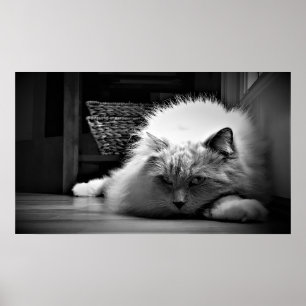 Tage, Poster