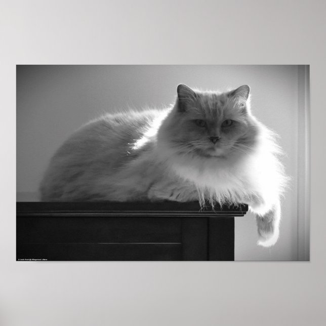Tage, Poster (Vorne)