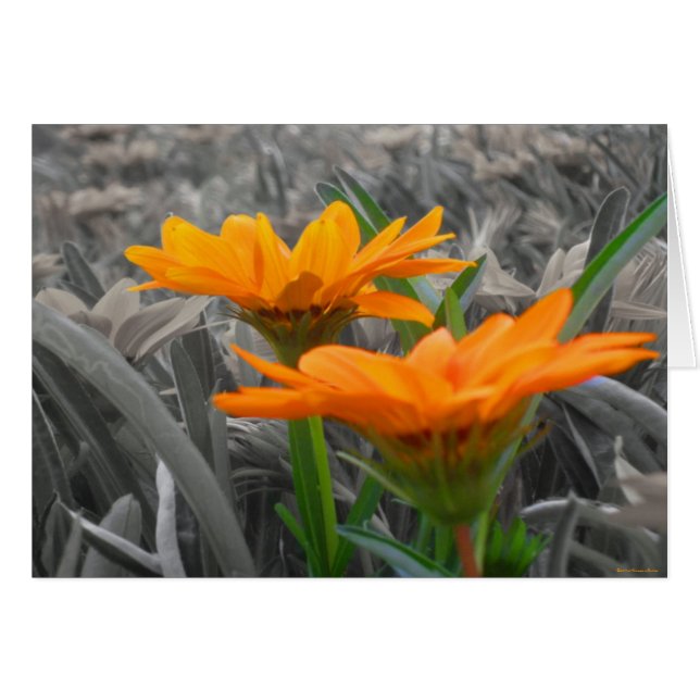 Tageskarte (Vorderseite (Horizontal))