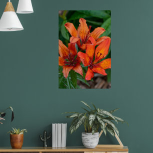 Tageslilien-Botanikdruck, kanadische Fotografie Poster