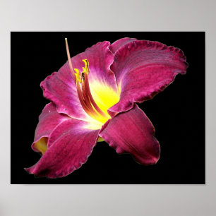 Taglilie Blume Nah Poster