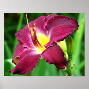 Taglilie Blume Nah Poster