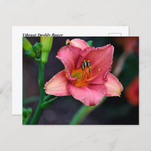 Taglilie Blume Postkarte