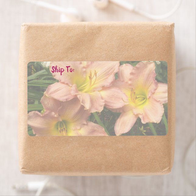 Taglilie Blume Trio / Rosa und Gelb (Insitu)
