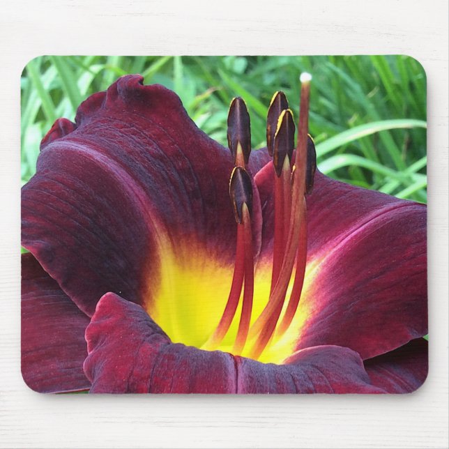 TAGLILIE "Dominic" B. Dunkler Wein. Mousepad (Vorne)