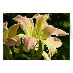 Taglilie 'Froschauge'