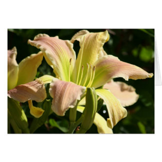 Taglilie 'Froschauge'