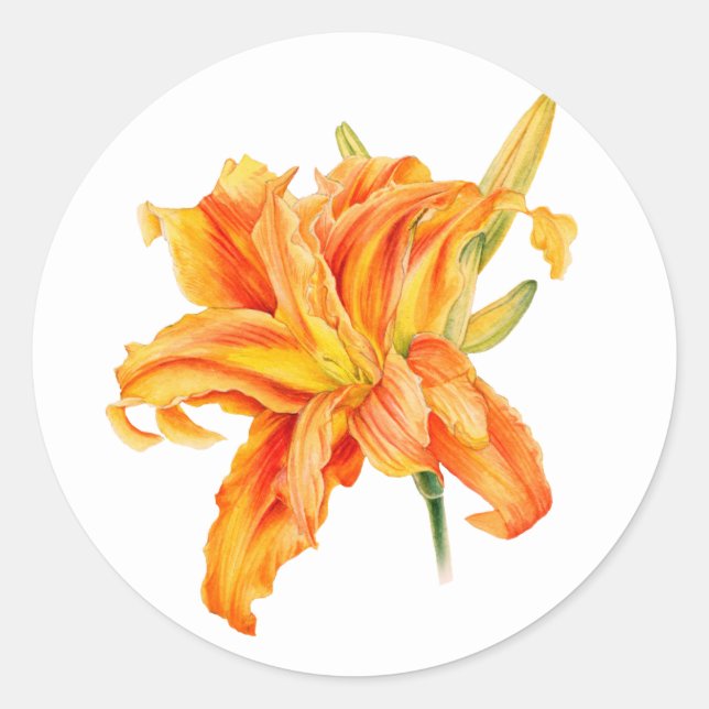 Taglilie Hemerocallis Blumenorange-Aufkleber Runder Aufkleber (Vorderseite)