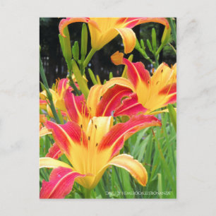 Taglilie: Hemerocallis"Bonanza" [Postkarte] Postkarte