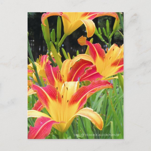 Taglilie: Hemerocallis"Bonanza" [Postkarte] Postkarte (Vorderseite)