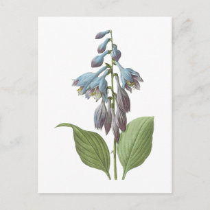 Taglilie (Hemerocallis caerulea) von Redouté Postkarte