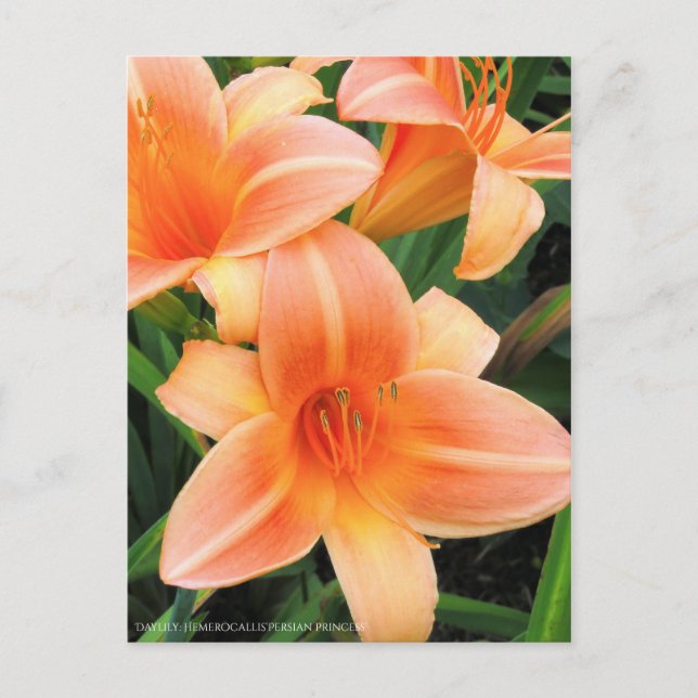 Taglilie: Hemerocallis"Persische Prinzessin" [Post Postkarte (Vorderseite)