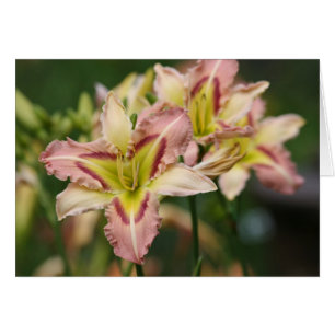 Taglilie "Himmlisch Pink Butterfly