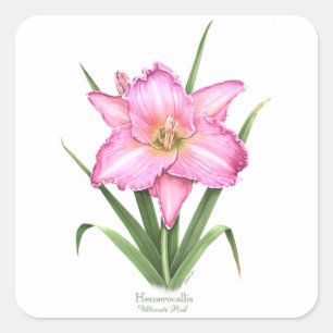 Taglilie - Ultimatives Pink Quadratischer Aufkleber