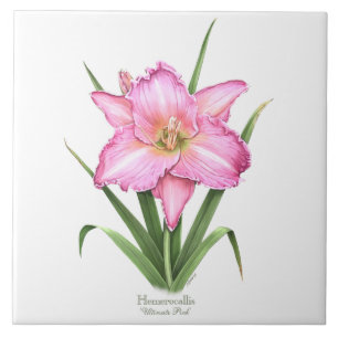 Taglilie - Ultimatives Rosa Fliese
