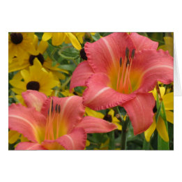 Taglilie und Rudbeckia Combo