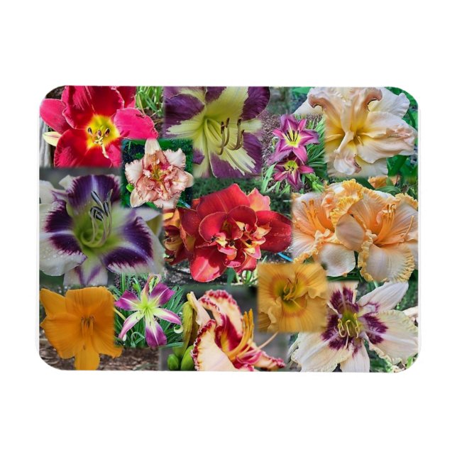 Taglilien-Collage Magnet (Horizontal)
