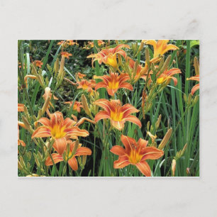 Taglilien Garten / Orange Lilienblumen Fotografie Postkarte