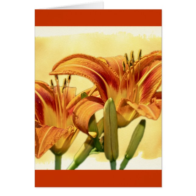 Taglilien - Hemerocallis (Vorne)